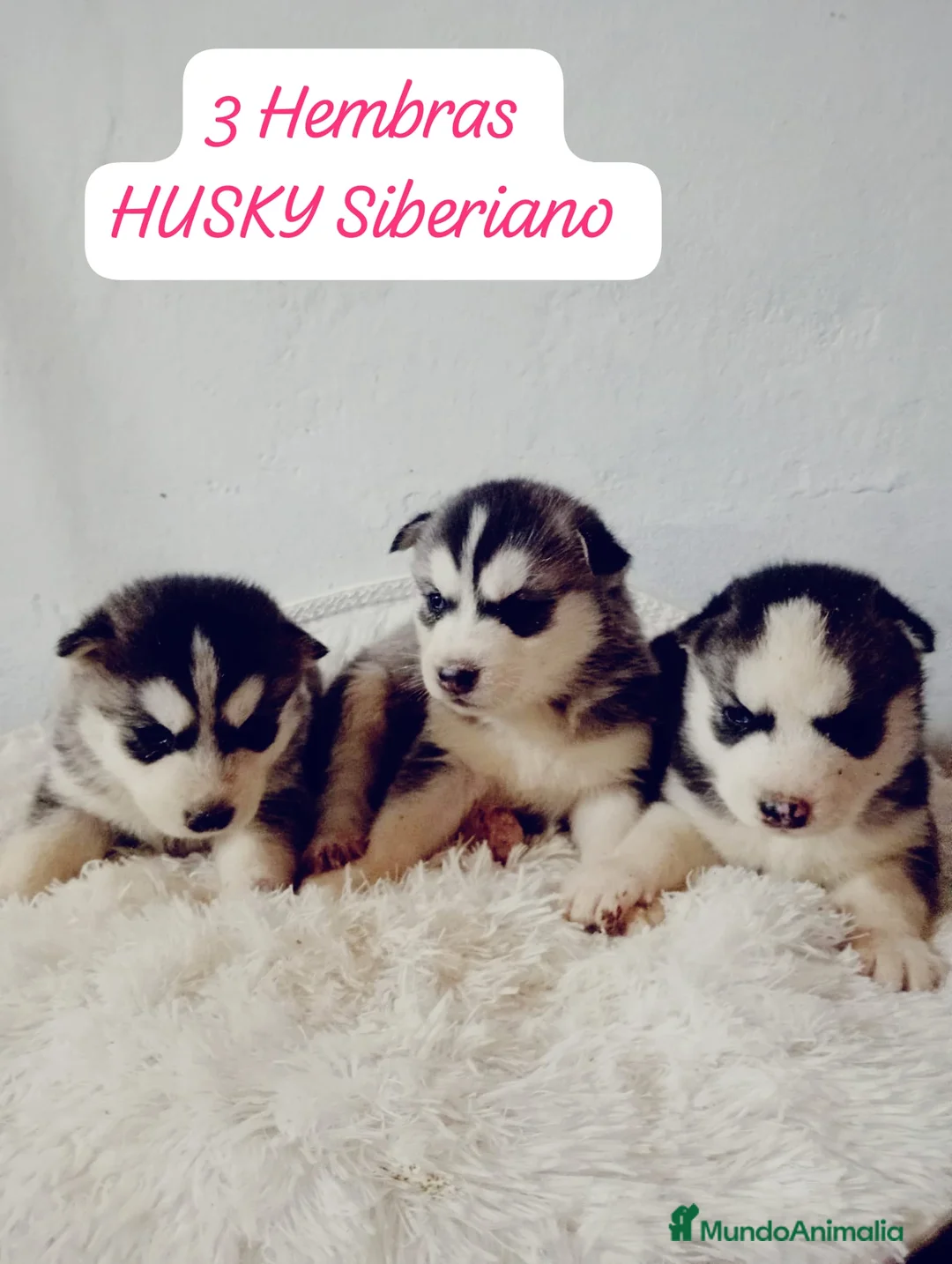 Husky Siberiano perros en venta: Husky siberiano  - Anuncio 3