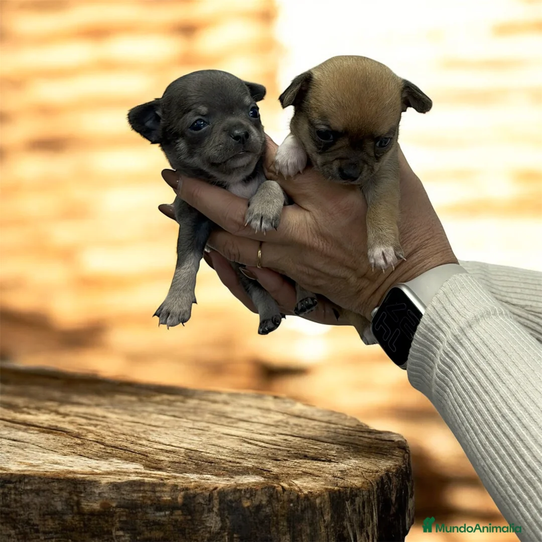 Chihuahua perros en venta: Chihuahua súper miniatura - Anuncio 1