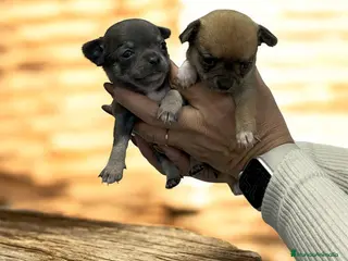 Chihuahua perros Chihuahua súper miniatura - Anuncio 5