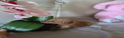 Caniche Toy perros en venta: Caniche tácita  - Anuncio 4