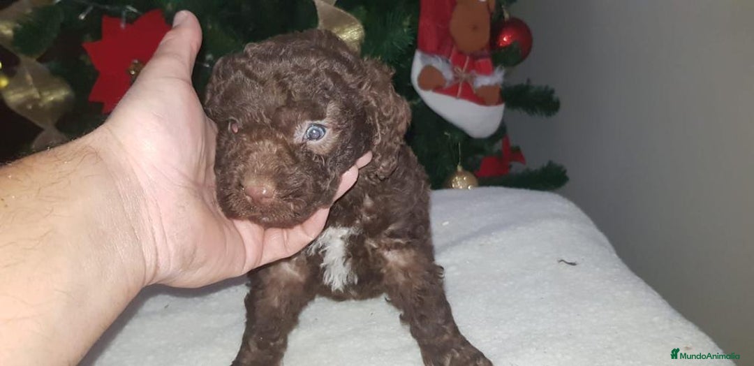 Perro de Agua Español perros en venta: Camada de perro de agua - Imagen 2