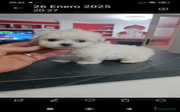 Bichón Maltés perros en venta: Bichón maltés toys coreanos  - Imagen 3
