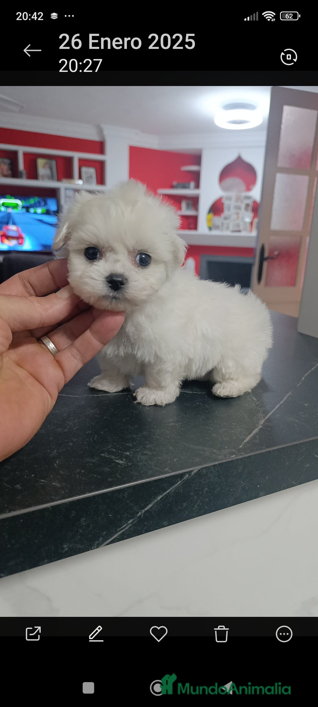Bichón Maltés perros en venta: Bichón maltés toys coreanos  - Imagen 3