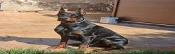 Dobermann perros en venta: Doberman o Dobermann - Anuncio 9