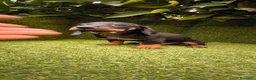 Teckel Miniatura perros en venta: camada teckel  mini de todos los colores  - Anuncio 13