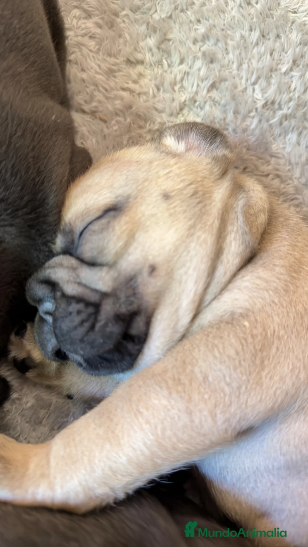 Bulldog Francés perros en venta: Bulldog francés fawn - Anuncio 13