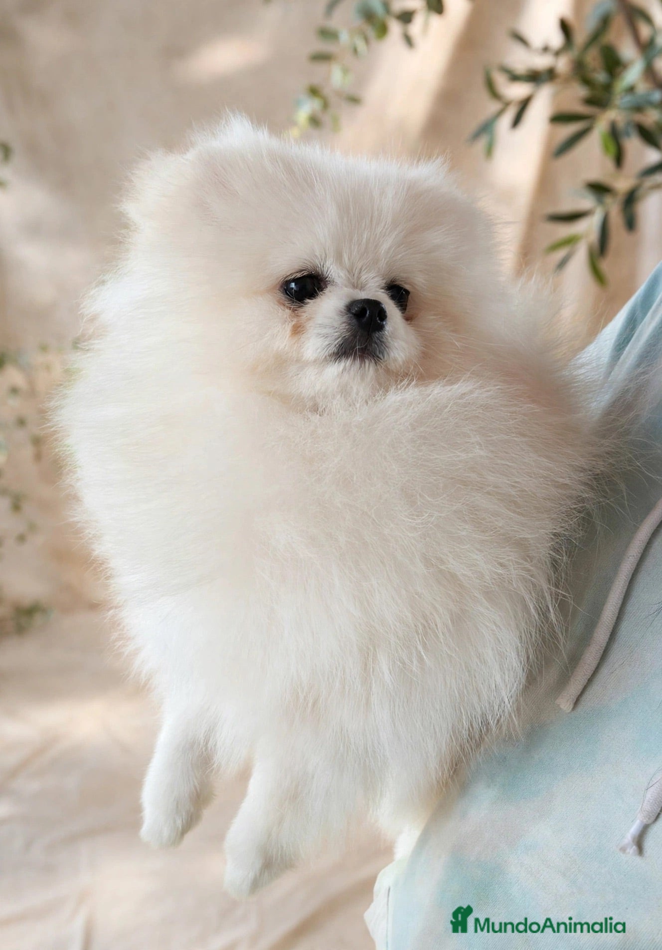 Pomerania perros Pomerania macho joven de 1,5 años  - Anuncio 1