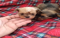 Yorkshire Terrier perros en venta: YORKSHIRE DORADOS ( RUBIOS)  - Anuncio 3