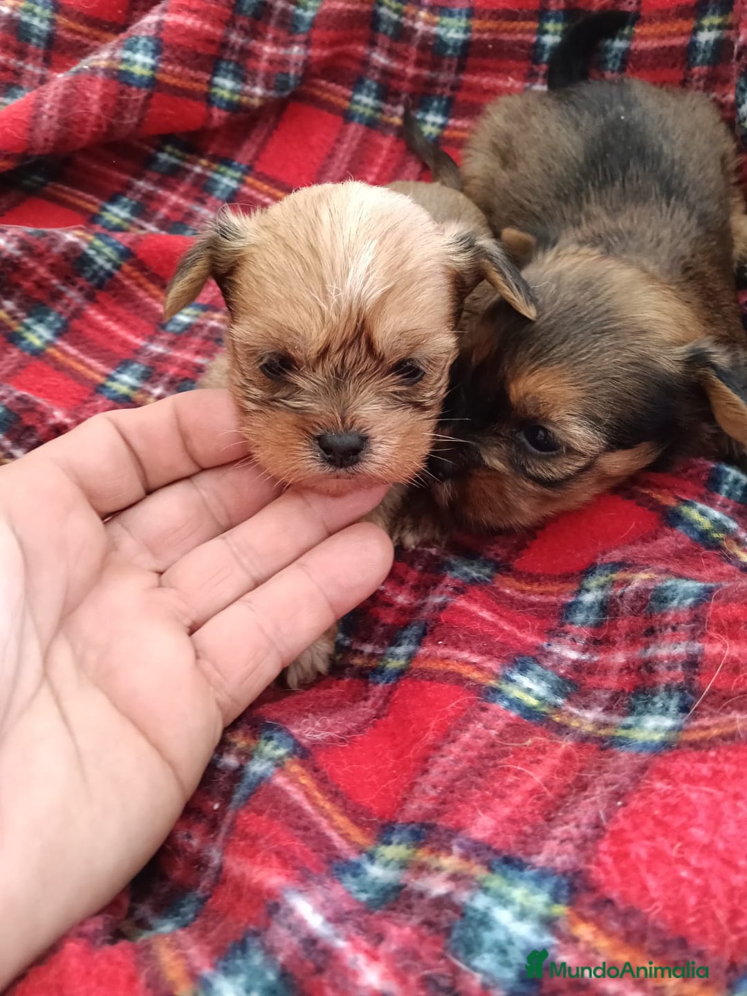 Yorkshire Terrier perros en venta: YORKSHIRE DORADOS ( RUBIOS)  - Anuncio 3
