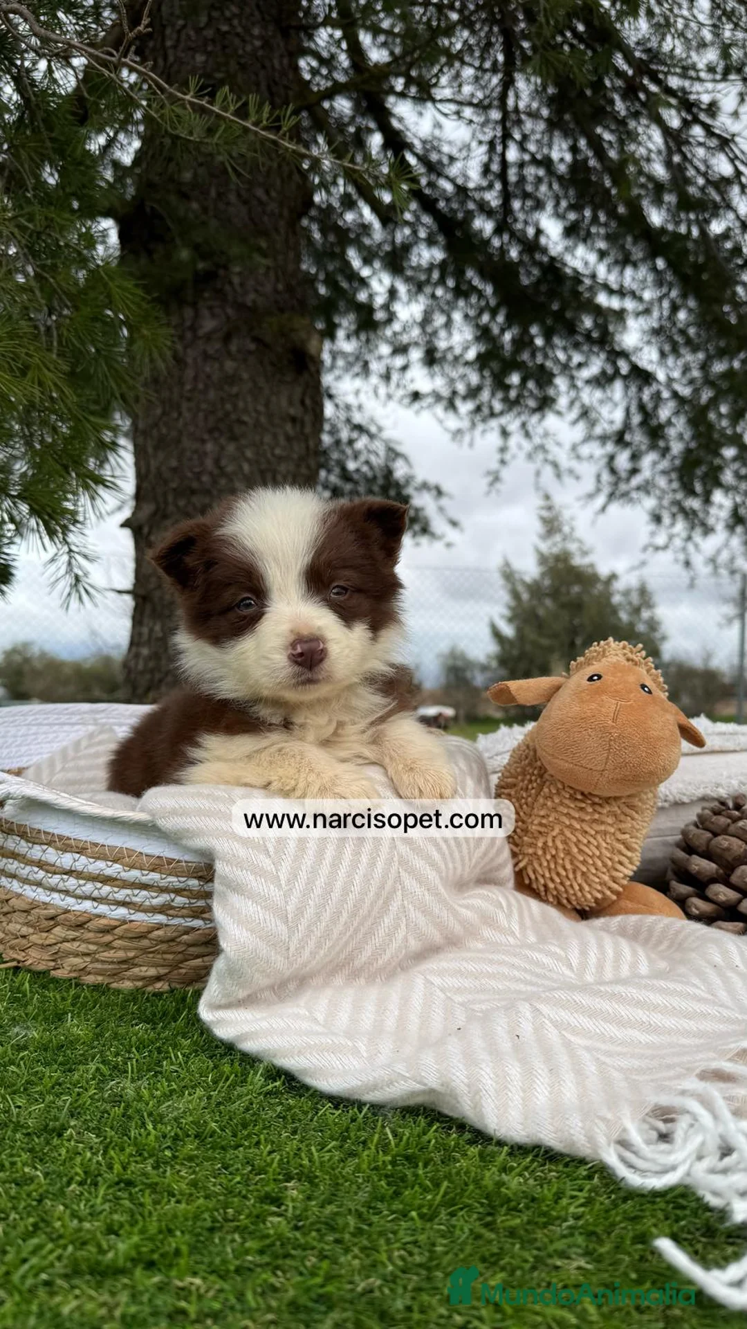 Border Collie perros en venta: BORDER COLLIE CHOCOLATE en Asturias - Anuncio 2