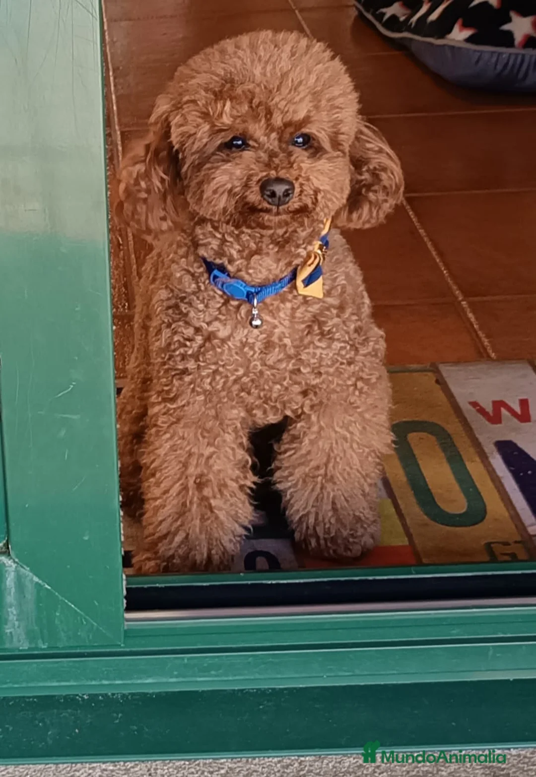Caniche Enano perros en venta: Caniche enano macho y hembra en granada  - Anuncio 1