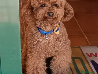 Caniche Enano perros Caniche enano macho y hembra en granada - Anuncio 1