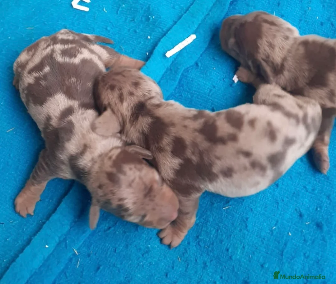 Teckel Miniatura perros en venta: Preciosos cachorros teckel arlequín chocolate - Anuncio 1