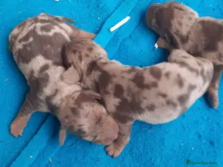Teckel Miniatura perros Preciosos cachorros teckel arlequín chocolate - Anuncio 3