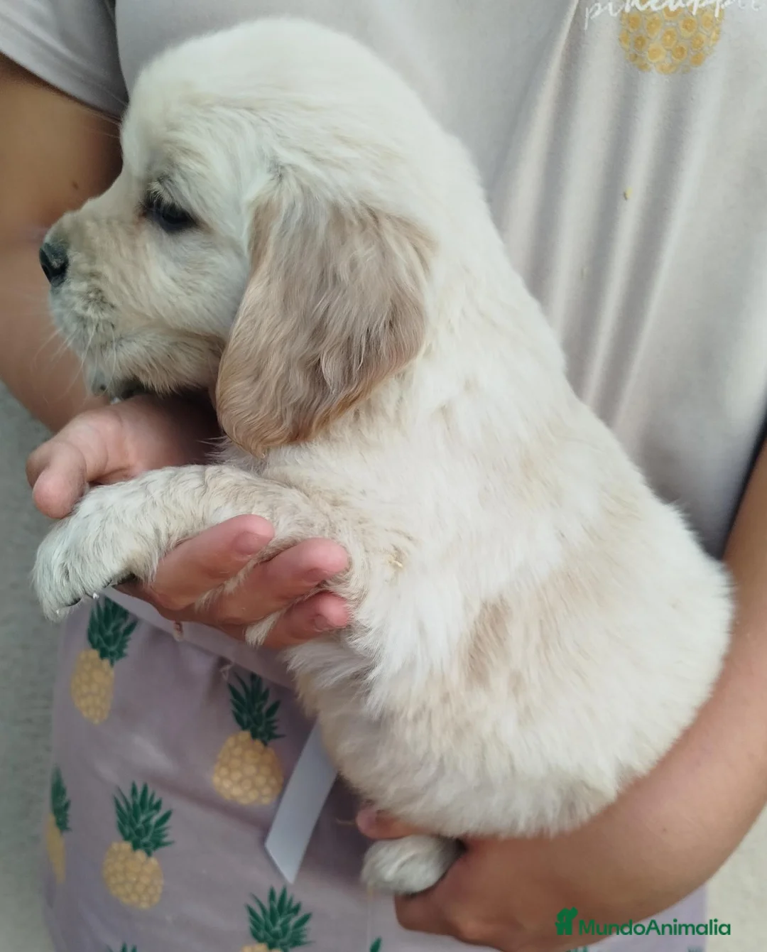 Golden Retriever perros en venta: CACHORRO GOLDEN - Anuncio 2