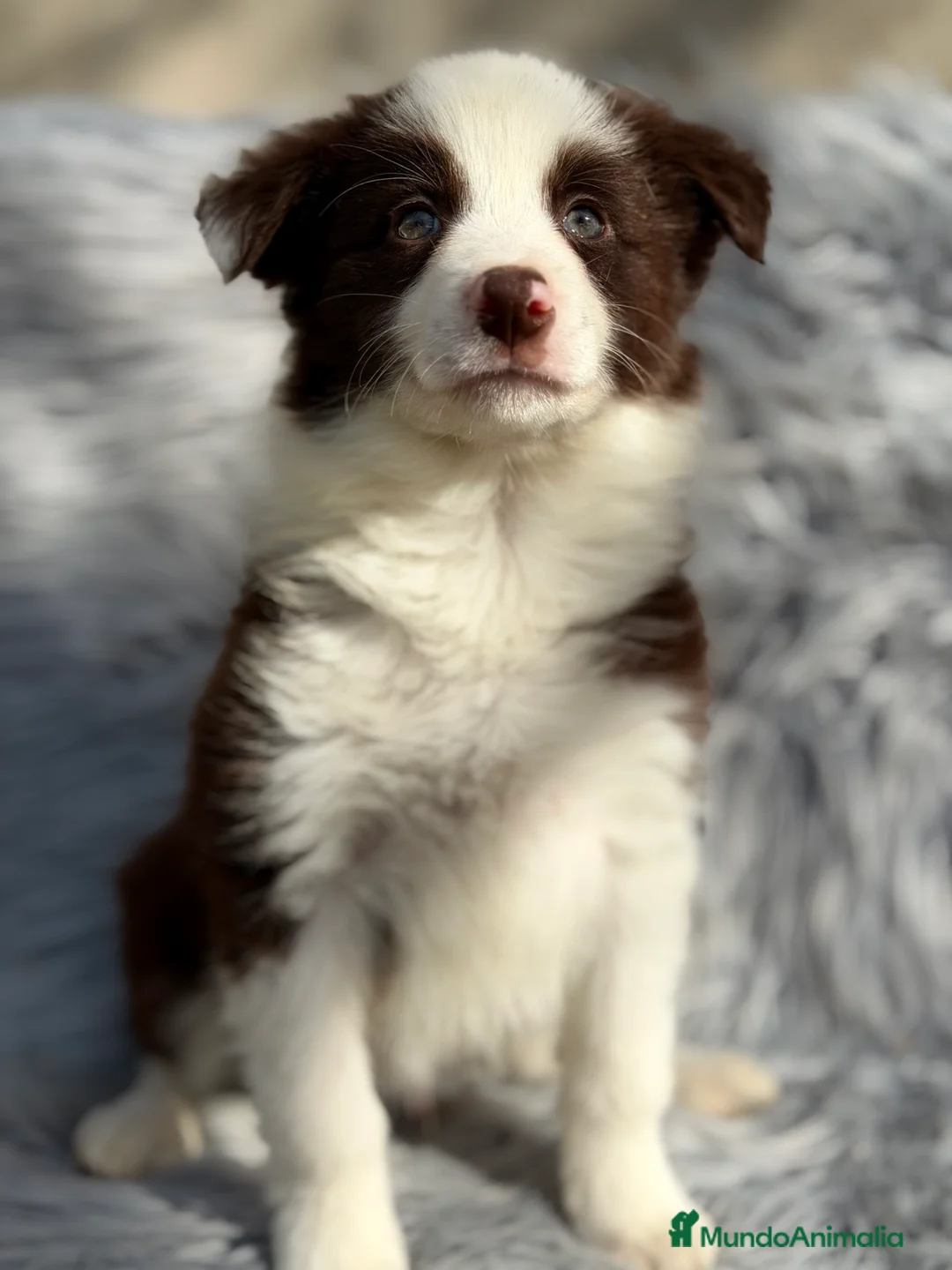 Border Collie perros en venta: Border collie chocolate  - Anuncio 3