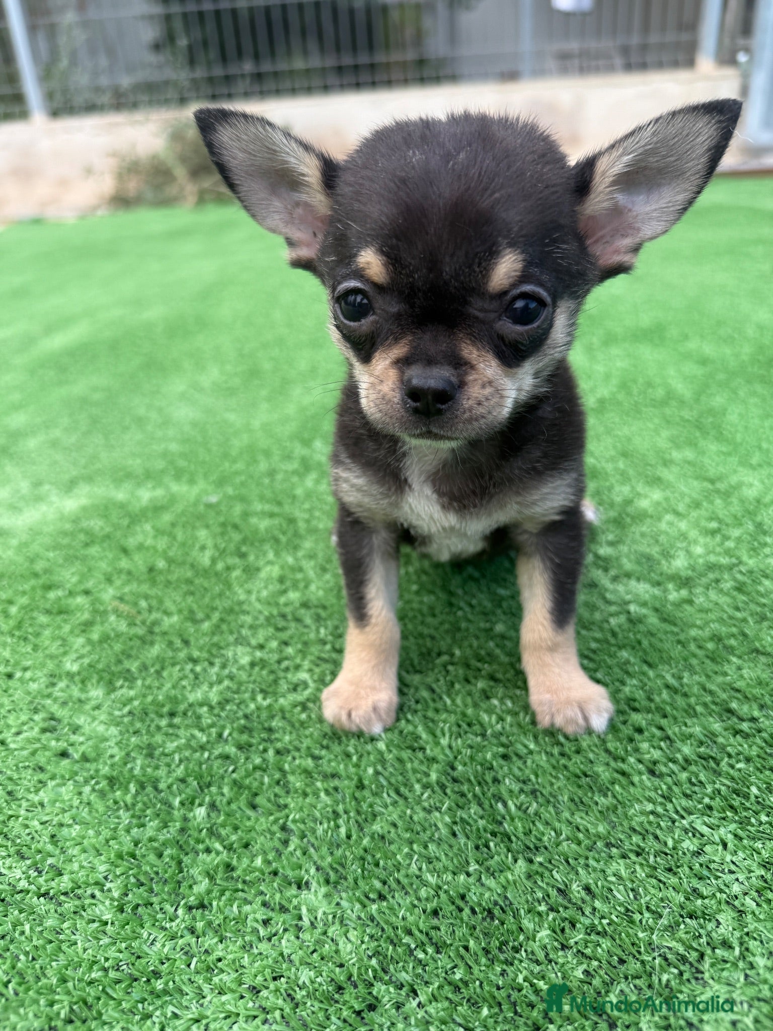 Chihuahua perros Chihuahua toy - Anuncio 1