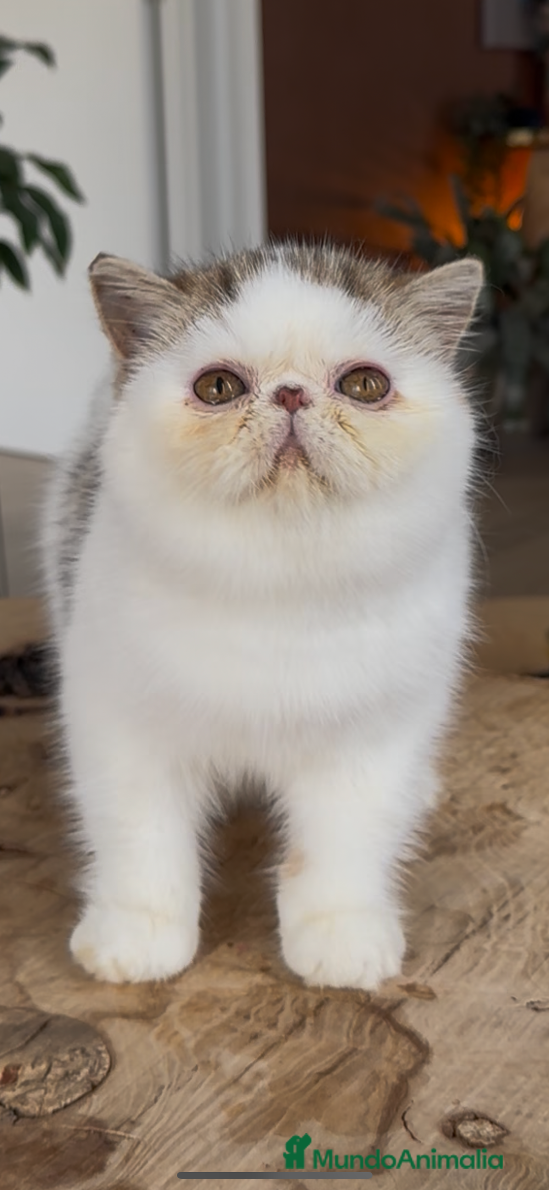 Exótico de Pelo Corto gatos en venta: Exótico Van - Imagen 1