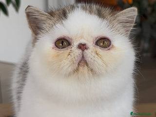 Exótico de Pelo Corto gatos - Anuncio 1