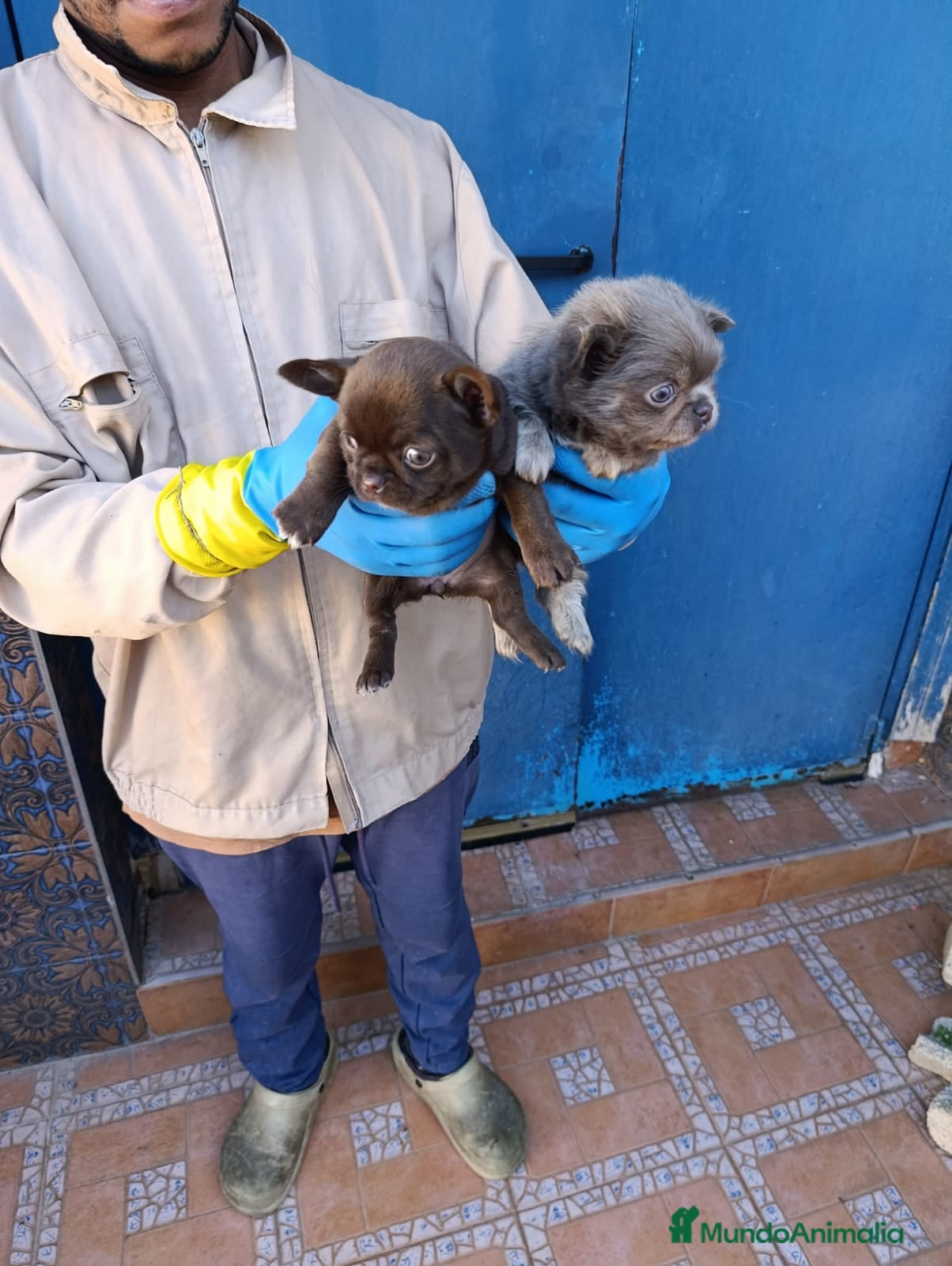 Chihuahua perros ‼️PRECIOSA CAMADA DE CHIHUAHUAS TAMAÑO MINI - Anuncio 2