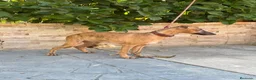 Whippet perros en venta: Preciosos whippet - Anuncio 3