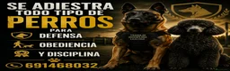Pastor Belga Malinois perros en venta: Adistración - Anuncio 1