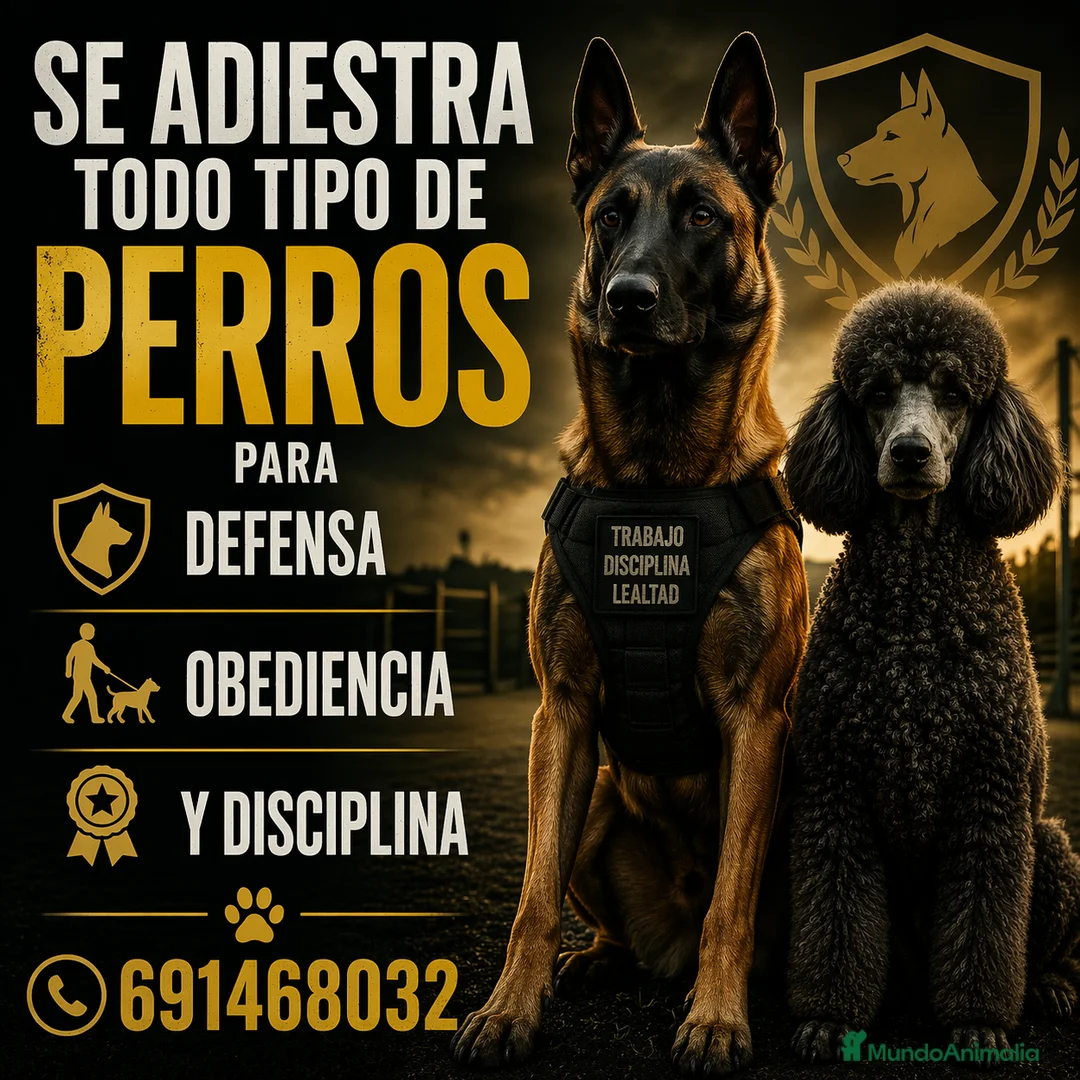 Pastor Belga Malinois perros en venta: Adistración - Anuncio 1
