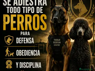 Pastor Belga Malinois perros Adistración - Anuncio 1