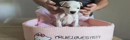 American Staffordshire-Terrier perros en venta: Cachorros American Staffordshire Terrier - Anuncio 10
