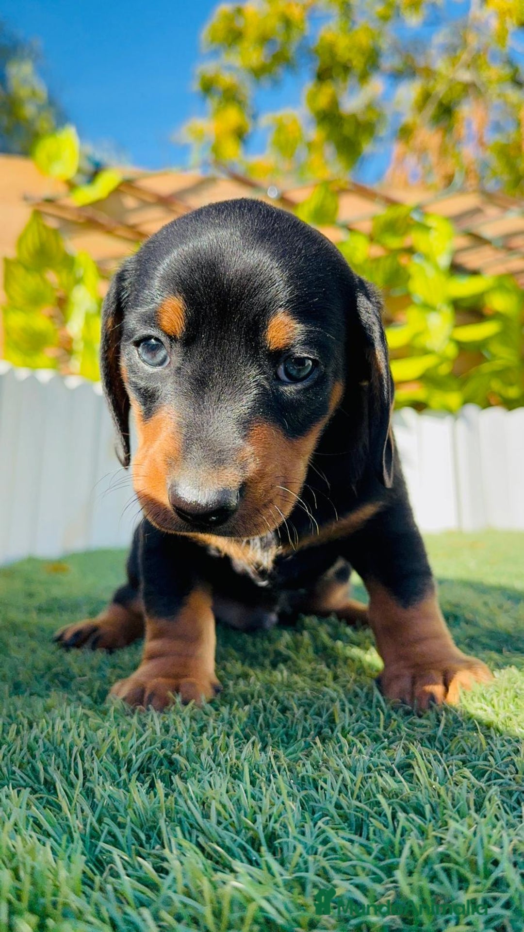 Teckel Miniatura perros en venta: TECKEL MINIATURA - Anuncio 22