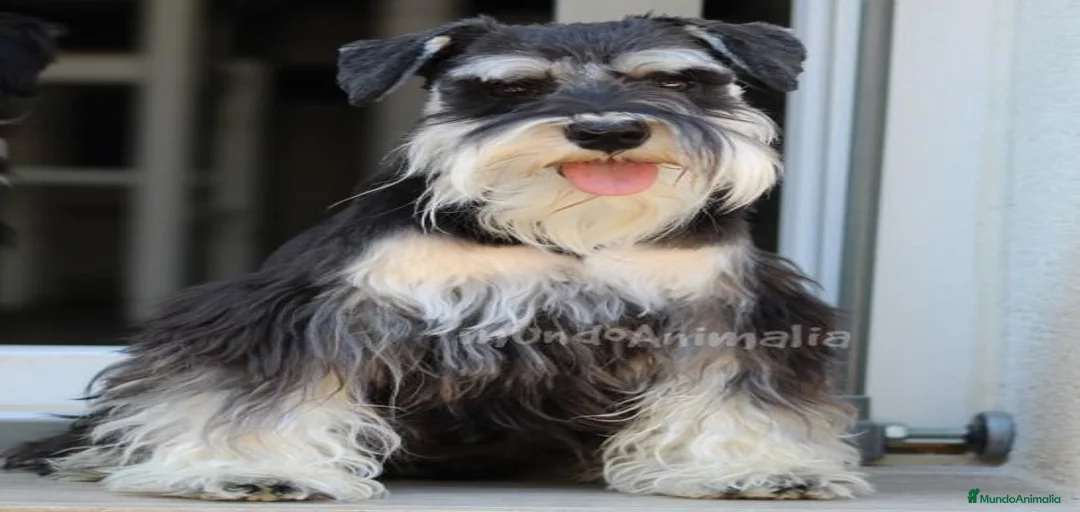 Imagen de galería {{count}}