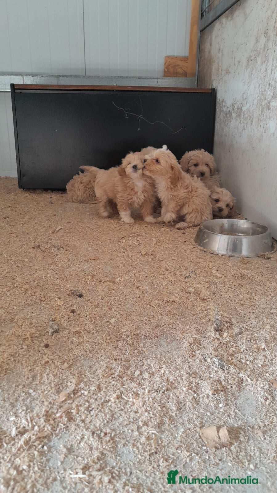 Maltipoo perros Macho de maltipoo nacionales. - Anuncio 3