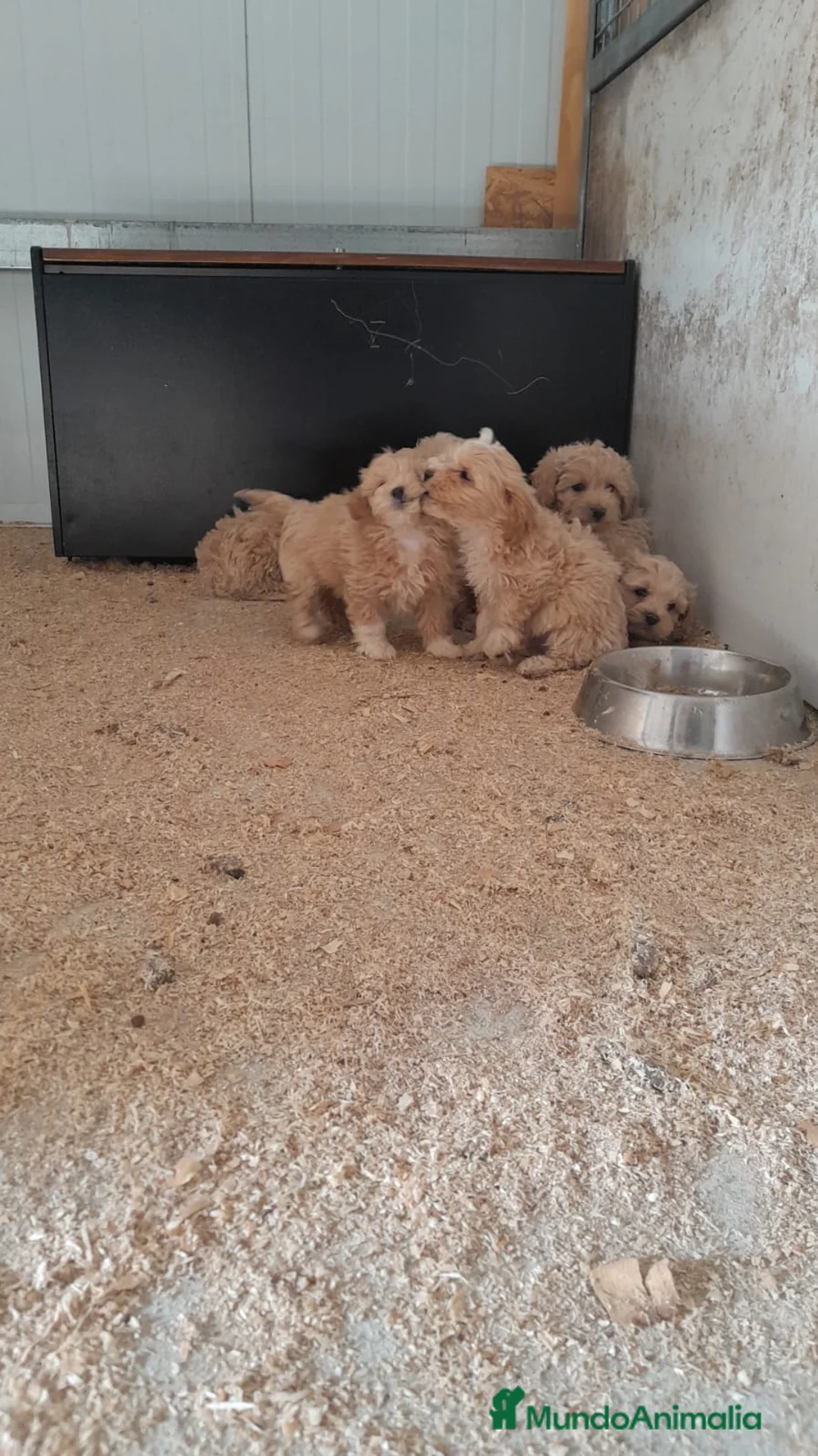Maltipoo perros en venta: Macho de maltipoo nacionales. - Anuncio 1