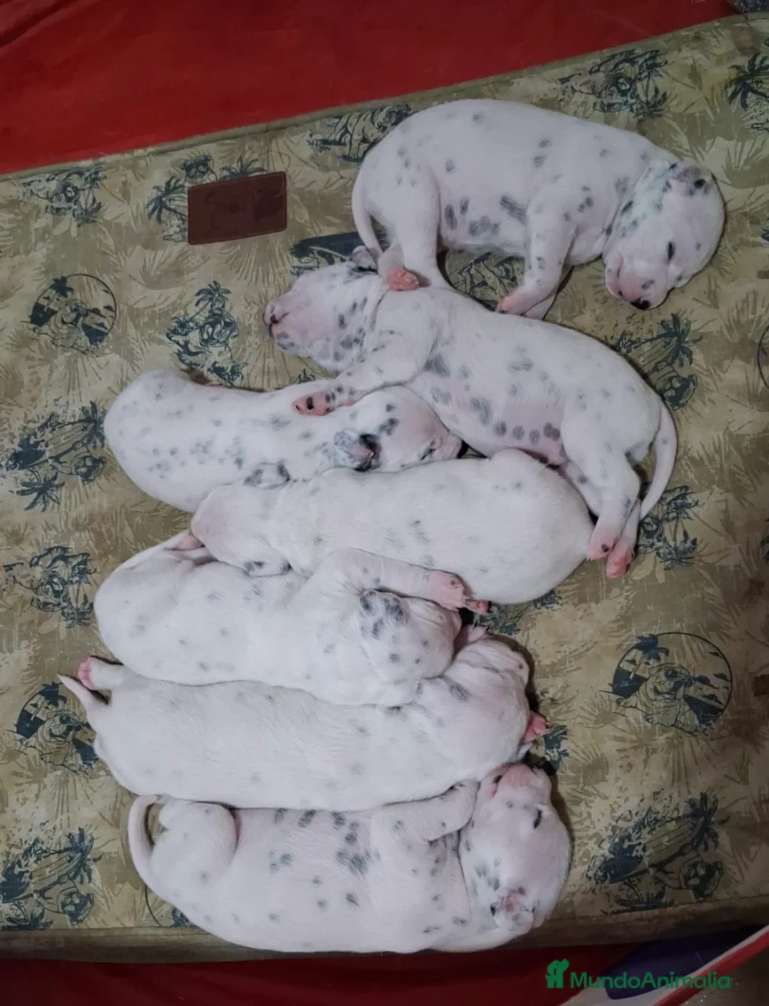 Dálmata perros en venta: Camada de dálmata disponible🐾🔥 en Sevilla - Anuncio 1
