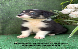 Border Collie perros en venta: BORDER COLLIE DE VILLA BIZNAGA - Imagen 25