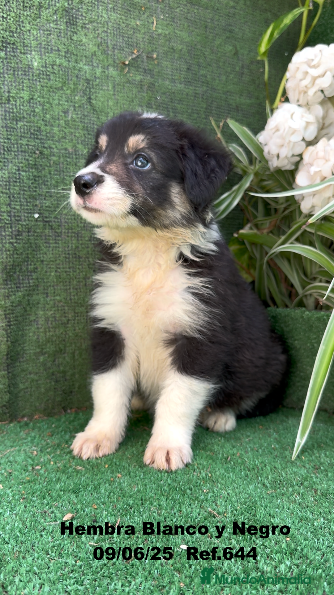 Border Collie perros en venta: BORDER COLLIE DE VILLA BIZNAGA - Imagen 25