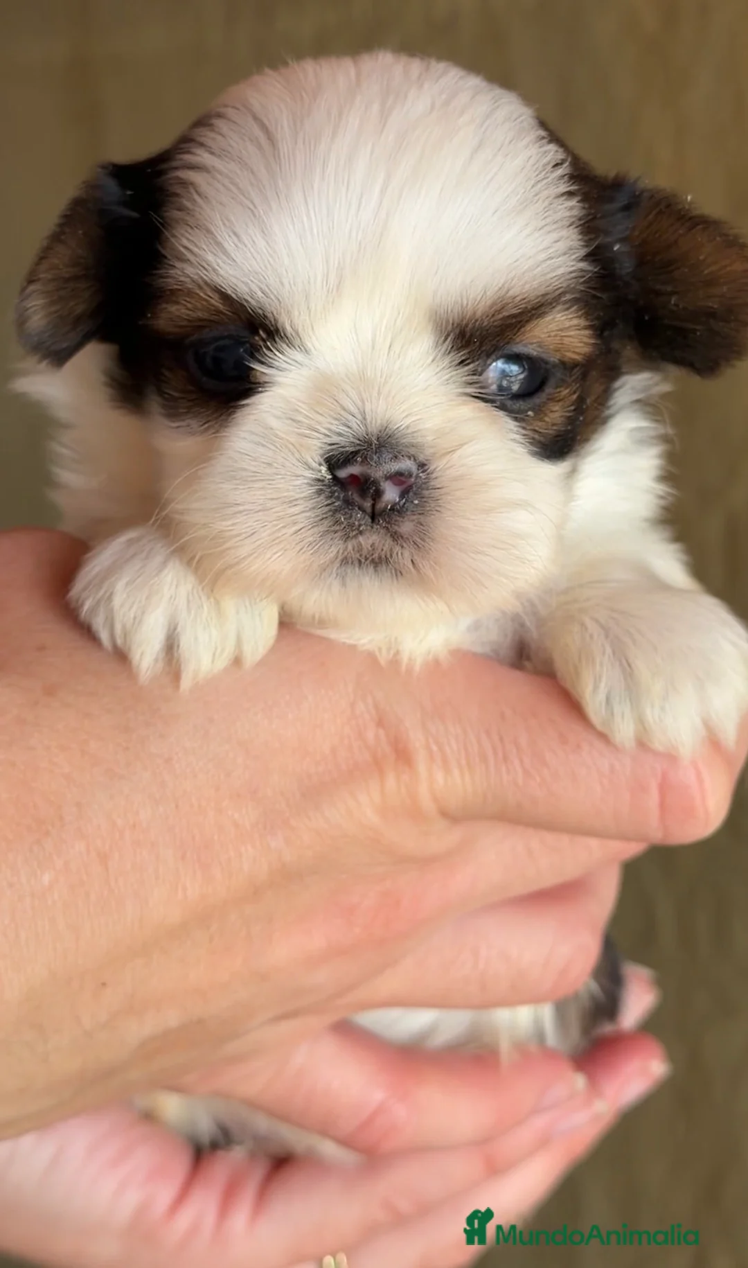 Shih Tzu perros en venta: Shih Tzu tricolor  - Anuncio 2