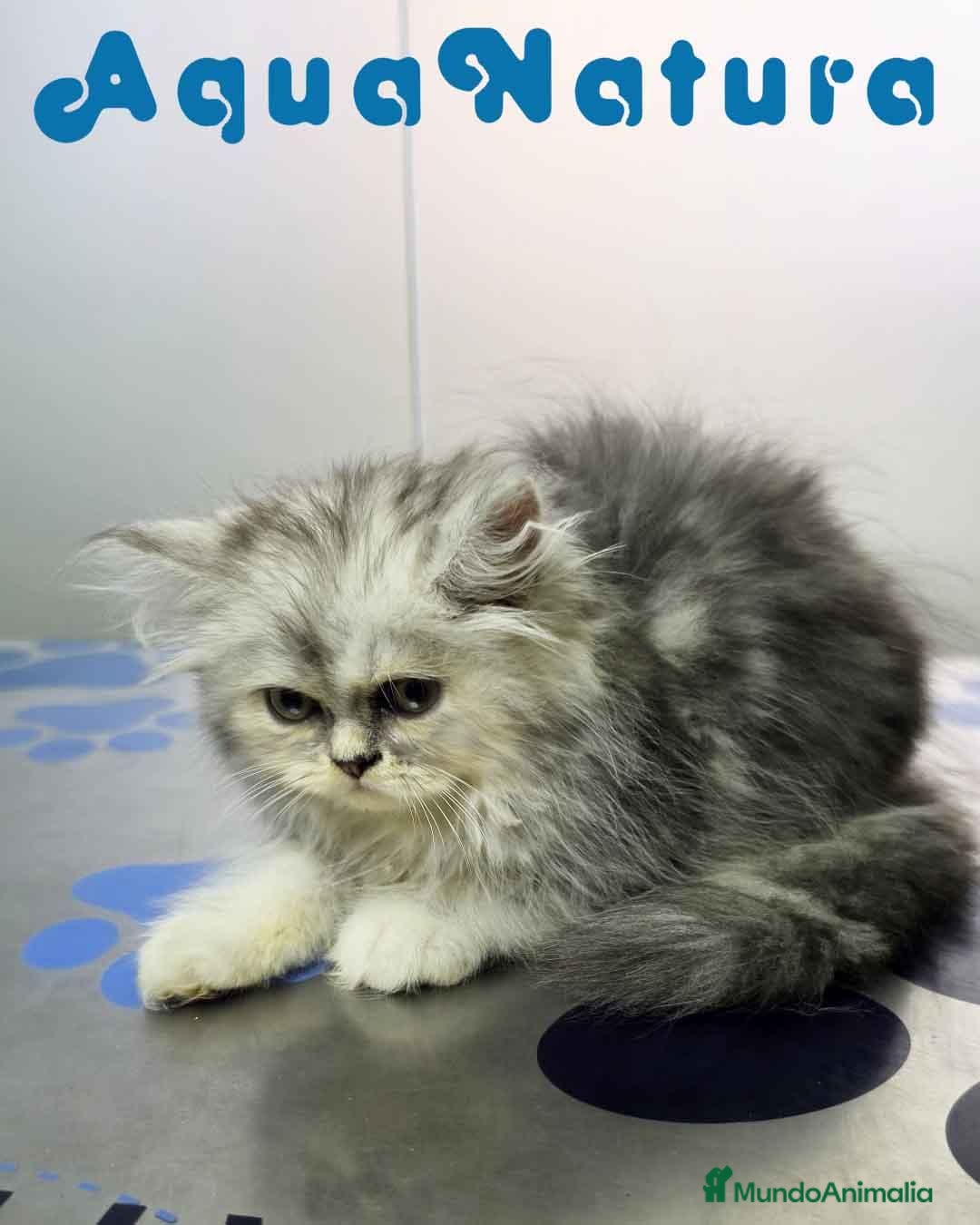 Persa gatos Persa Chinchilla Hembra 6792 - Anuncio 4