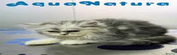Persa gatos en venta: Persa Chinchilla Hembra 6792 - Anuncio 1