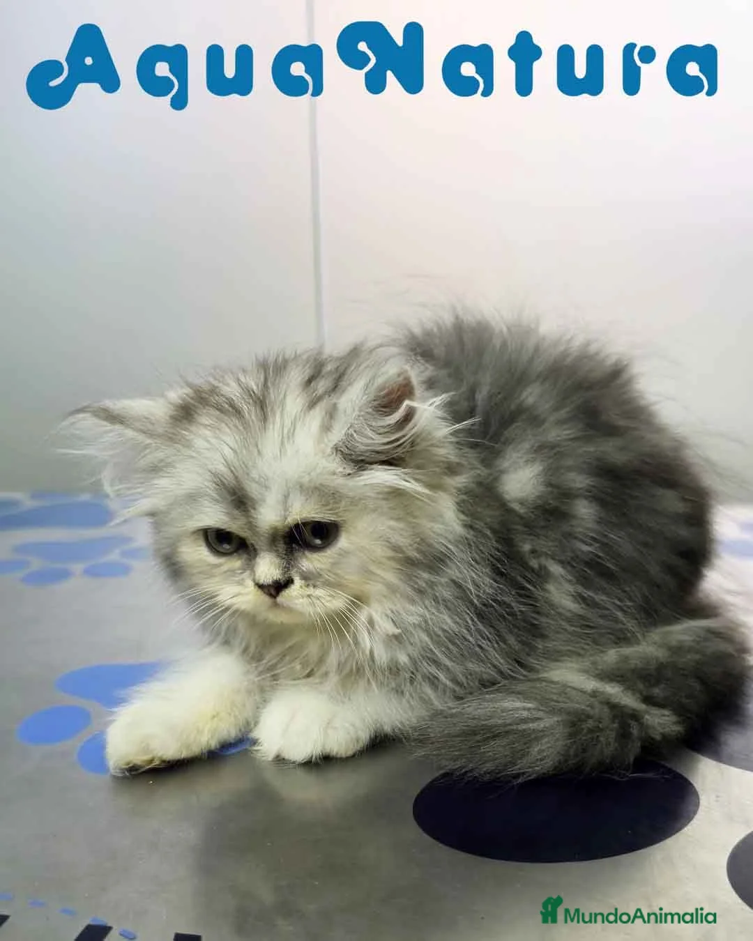 Persa gatos en venta: Persa Chinchilla Hembra 6792 - Anuncio 1