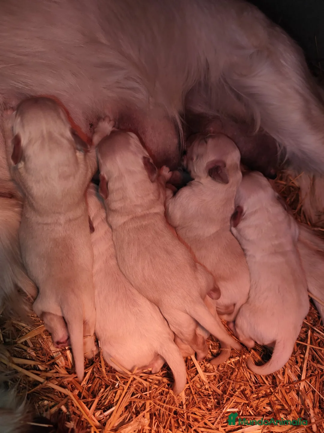 Golden Retriever perros en venta: Golden retriever bebes disponible reservas  - Anuncio 1