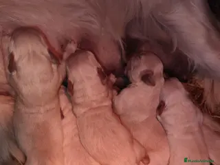 Golden Retriever perros Golden retriever bebes disponible reservas - Anuncio 2