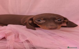 Teckel Miniatura perros en venta: Teckel chocolate kanichen hembra  - Anuncio 5