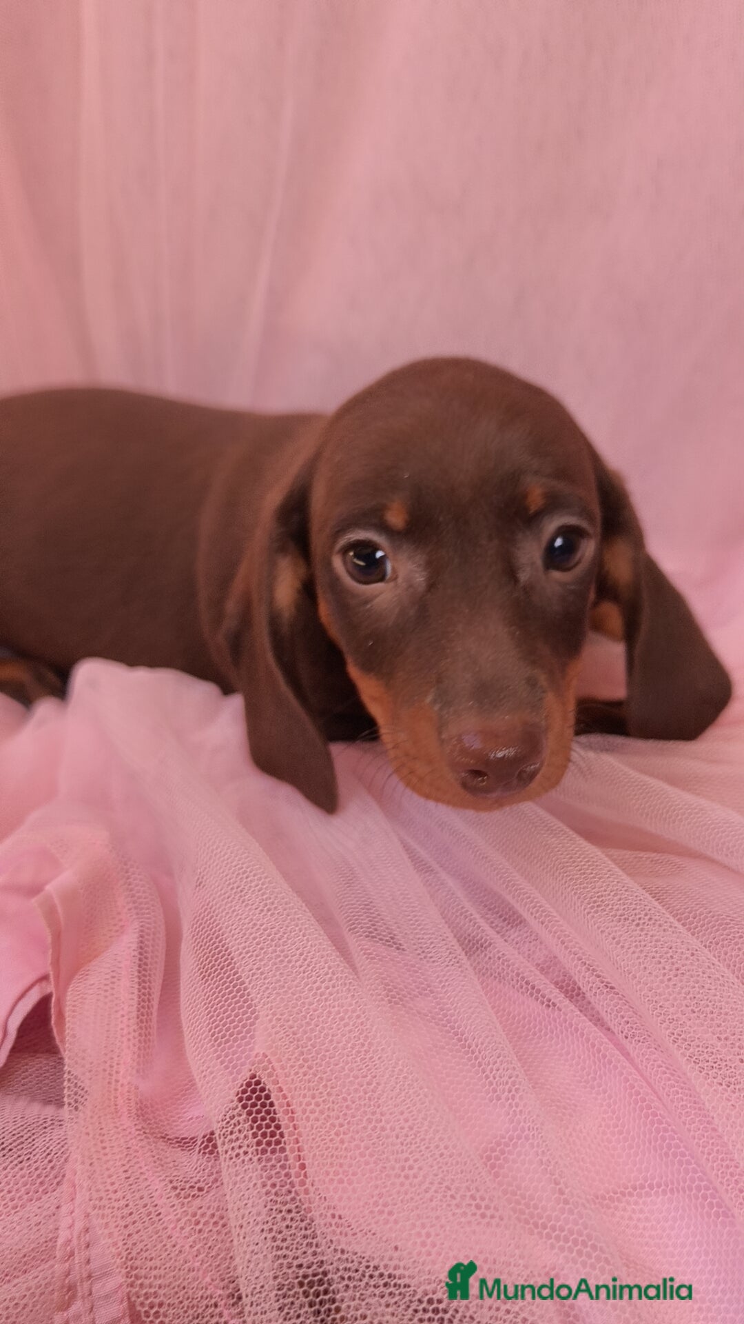 Teckel Miniatura perros en venta: Teckel chocolate kanichen hembra  - Anuncio 5