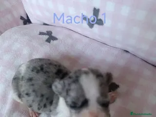 Chihuahua perros CHIHUAHUAS MERLES EXOTICOS EXCLUSIVOS - Anuncio 14