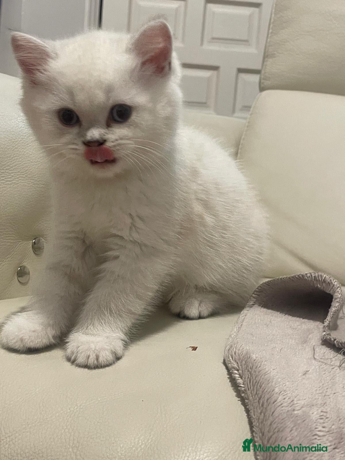 Británico de Pelo Corto gatos Macho British Blanco - Anuncio 19