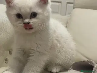 Británico de Pelo Corto gatos Macho British Blanco - Anuncio 18