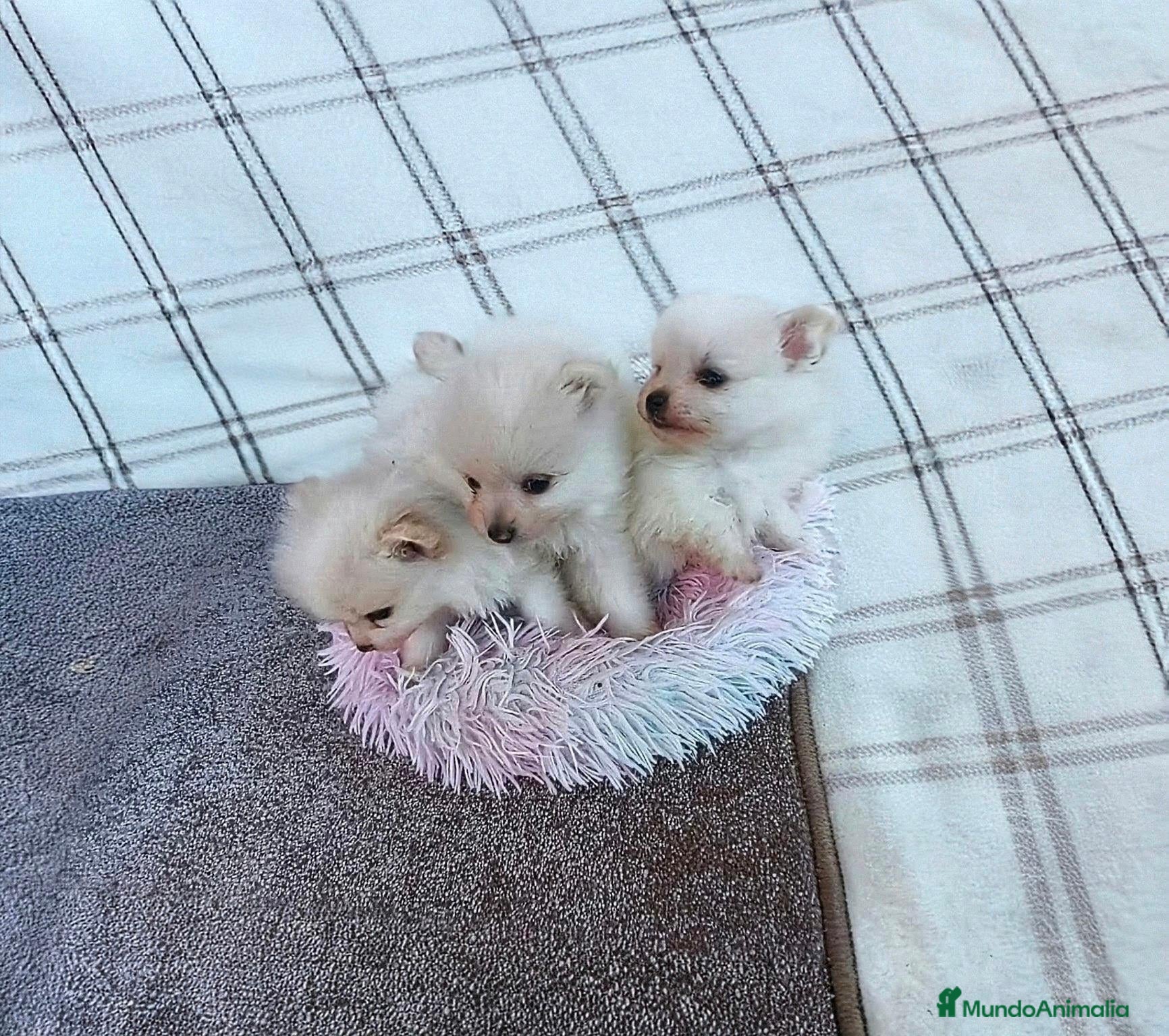 Pomerania perros POMERANIAS HEMBRITAS TOY - Anuncio 1