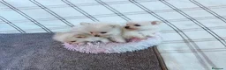 Pomerania perros en venta: POMERANIAS HEMBRITAS TOY - Anuncio 1