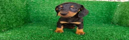 Teckel Miniatura perros en venta: Teckel miniatura  - Anuncio 3